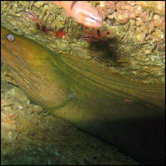thumbnail Mexico Cabo scuba dive eel