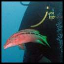 thumbnail Mexico Cabo scuba fish diver