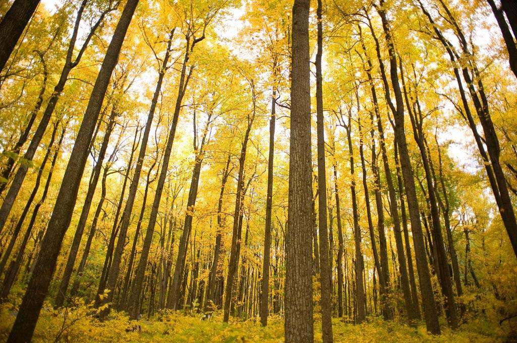 Virginia Shenandoah National Park leaves turning yellow
