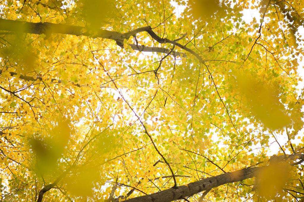 Virginia Shenandoah National Park leaves turning yellow
