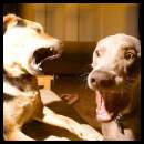 thumbnail Dogs playing weimaraner chau german shepard dark flash photography long exposure