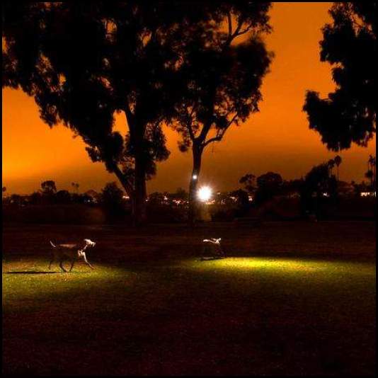 thumbnail Dog weimaraner park flash multiple exposure night photography