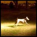 thumbnail Dog weimaraner park flash multiple exposure night photography