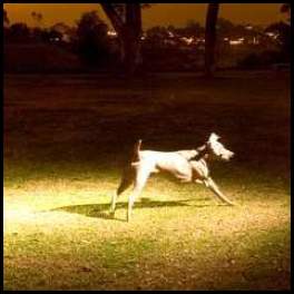 thumbnail Dog weimaraner park flash multiple exposure night photography