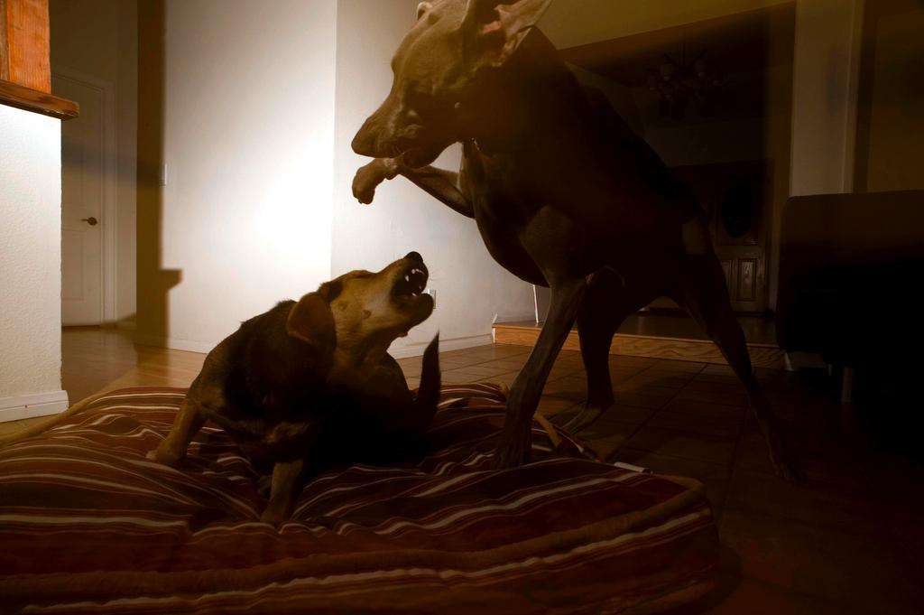 Dogs playing weimaraner chau german shepard dark flash photography