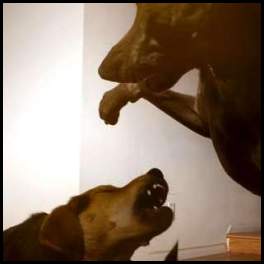 thumbnail Dogs playing weimaraner chau german shepard dark flash photography
