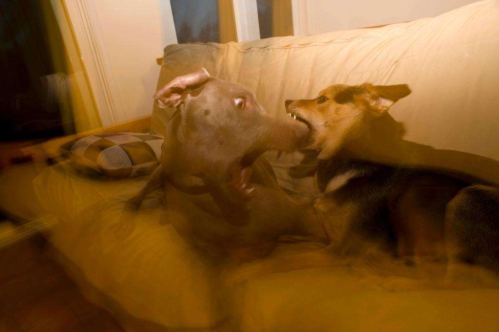 Dogs playing weimaraner chau german shepard dark flash photography long exposure