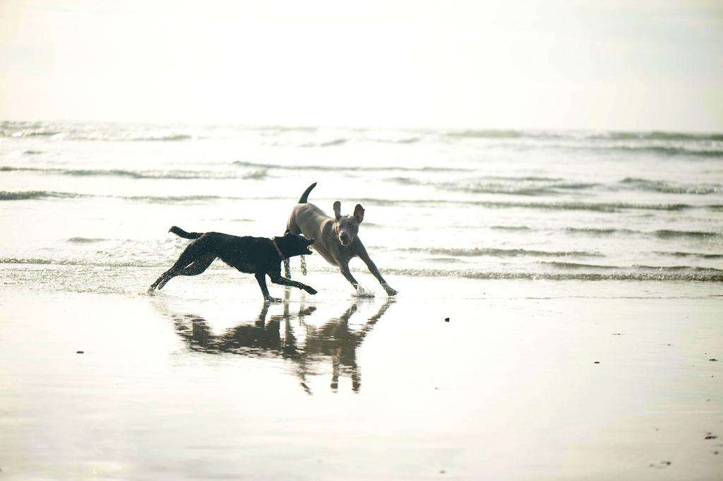 Dogs beach weimaraner running in the waves