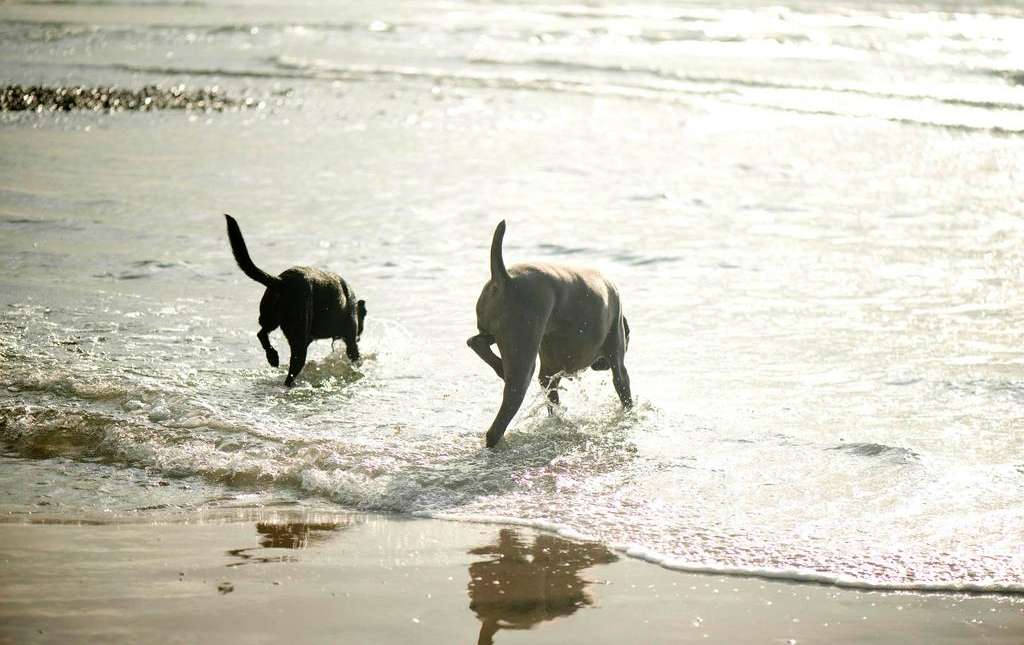 Dogs beach weimaraner wading