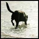 thumbnail Dogs beach weimaraner wading