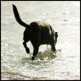 thumbnail Dogs beach weimaraner wading