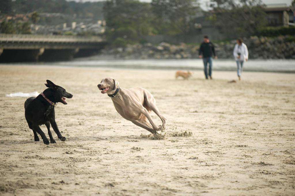 Dogs beach weimaraner running playing
