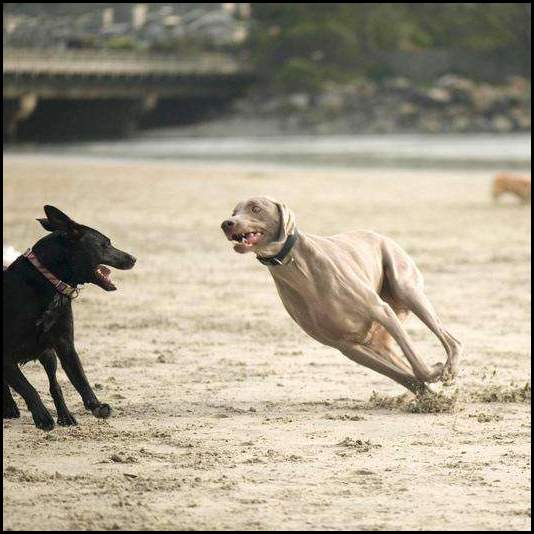 thumbnail Dogs beach weimaraner running playing