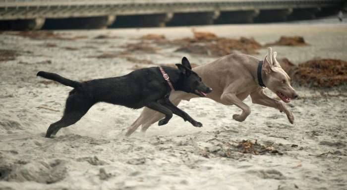 Weimaraner border collie beach dogs jump play
