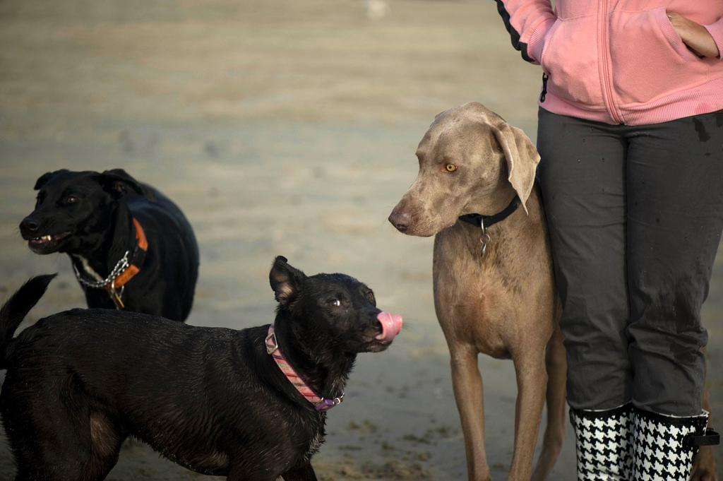 Dogs beach weimaraner licking