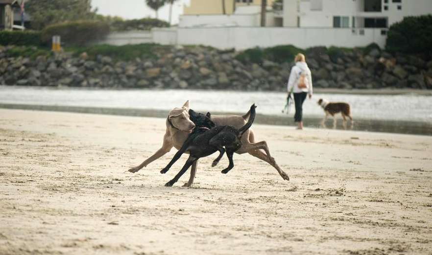 Dogs beach weimaraner playing