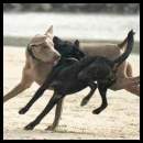 thumbnail Dogs beach weimaraner playing