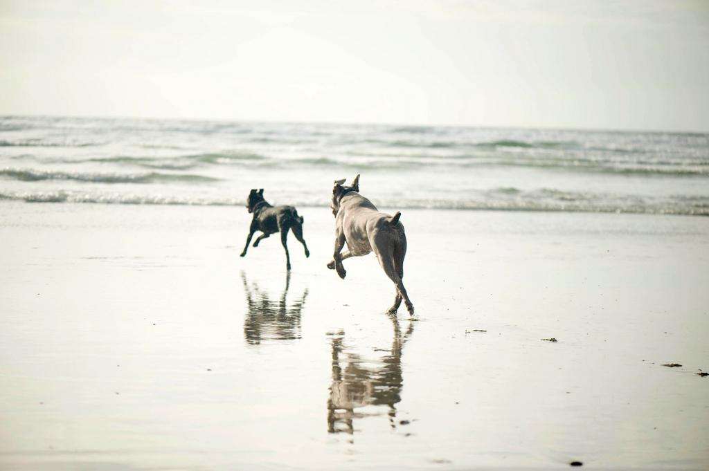 Dogs beach weimaraner running waves