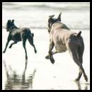 thumbnail Dogs beach weimaraner running waves