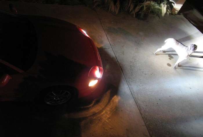 HID headlight check Mitsubishi 3000GT VR4 dog weimaraner no animals were harmed