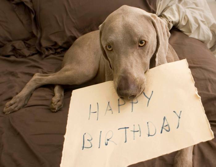 Weimaraner happy birthday message dog