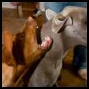 thumbnail Friendsgiving viszla weimaraner football