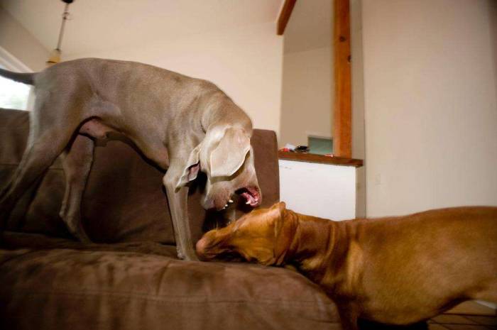 Dog weimaraner viszla playing fearsome couch bark
