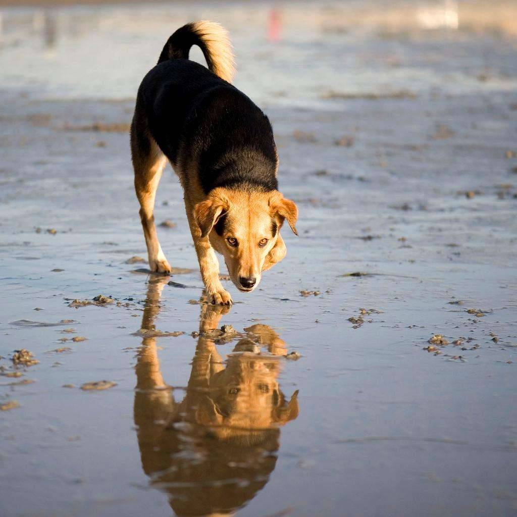 Del Mar dog beach reflection