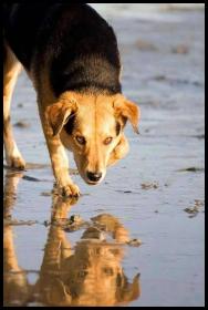 Del Mar dog beach reflection