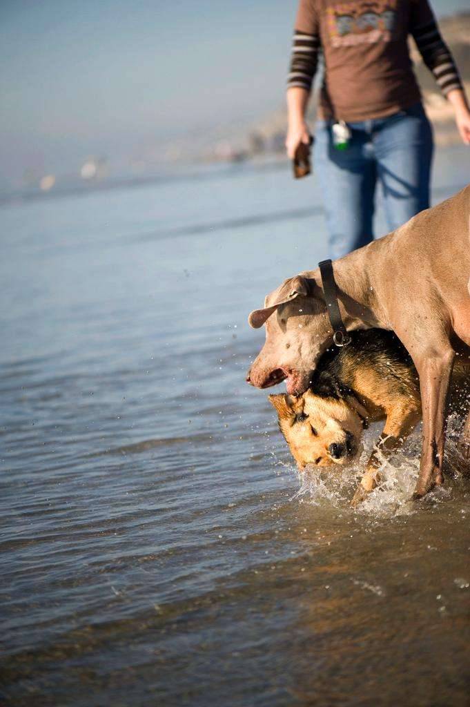 Dogs weimaraner chau beach playing splash