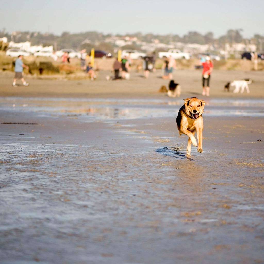 Del Mar dog beach
