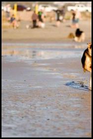 Del Mar dog beach