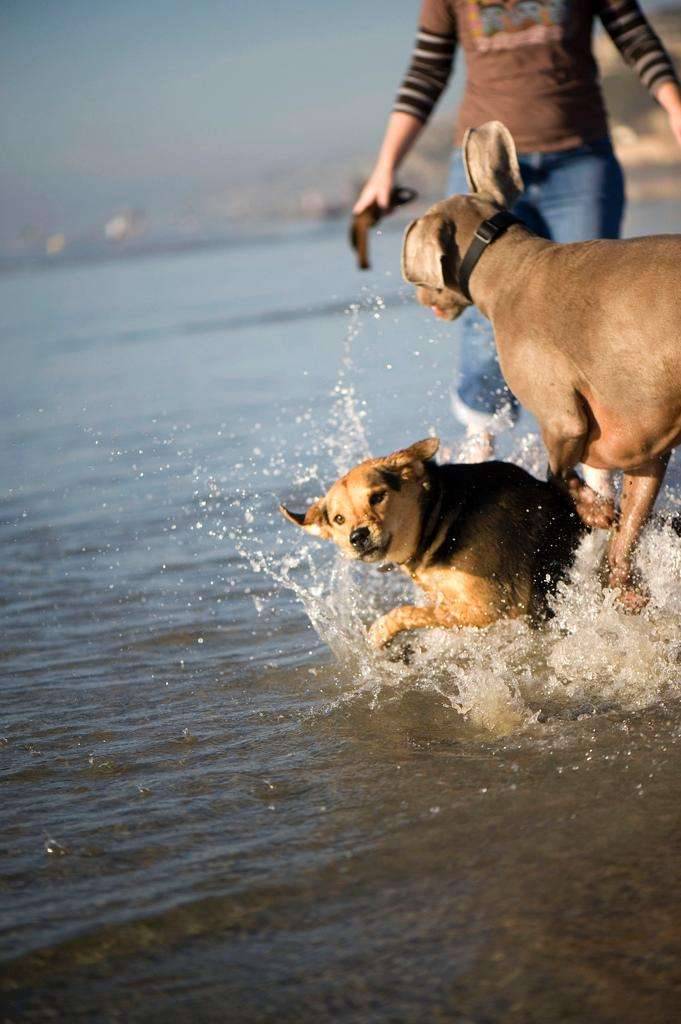 Del Mar dog beach splash