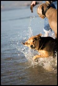 Del Mar dog beach splash