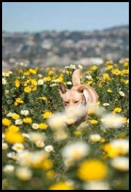 Dog wandering through flowers