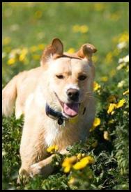 Dog resting in flowers Fiesta Island