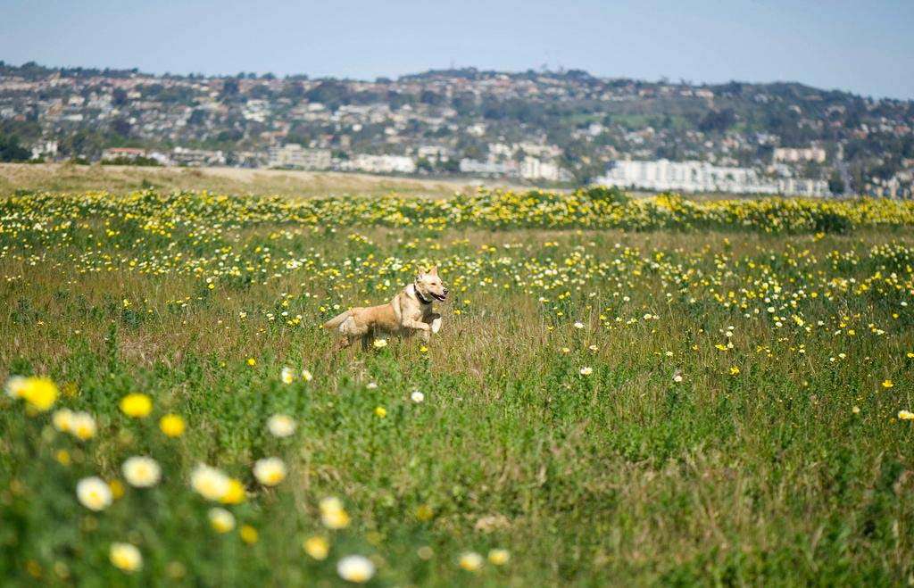Dogs leaping through flowers Fiesta Island