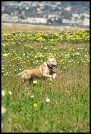 Dogs leaping through flowers Fiesta Island