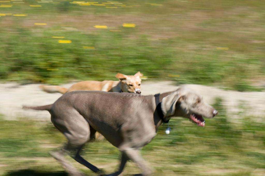 Dogs chasing