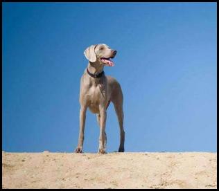 Dog Fiesta Island weimaraner