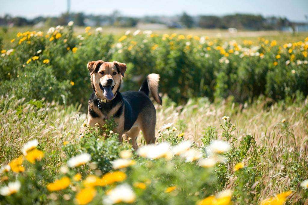 Dog german shepard chau flowers