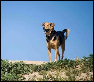 Dog Fiesta Island chau german shepard