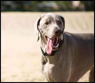 Dog Fiesta Island weimaraner thirsty