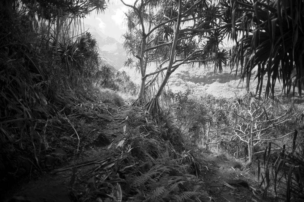 Hawaii Kauai Kalalau trail Napali coast monochrome forest