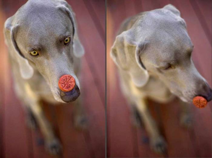 Dog treat nose tick polyptych weimaraner