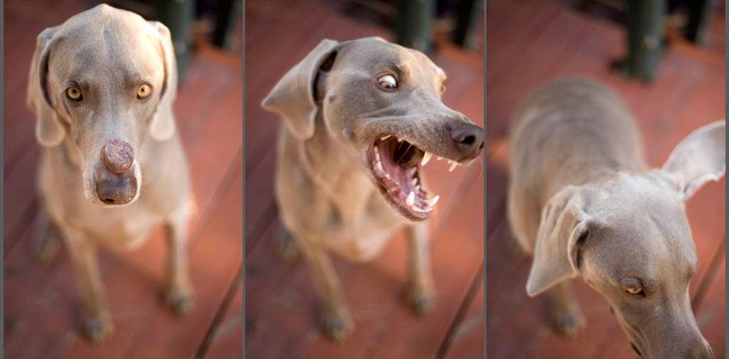 Dog eating treat trick triptych weimaraner