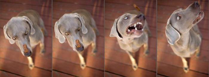 Dog treat nose tick polyptych weimaraner