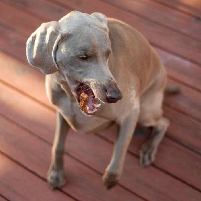 Dog treat nose tick weimaraner