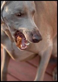 Dog treat nose tick weimaraner