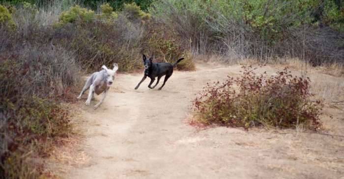 Dogs running weimaraner trail canyon